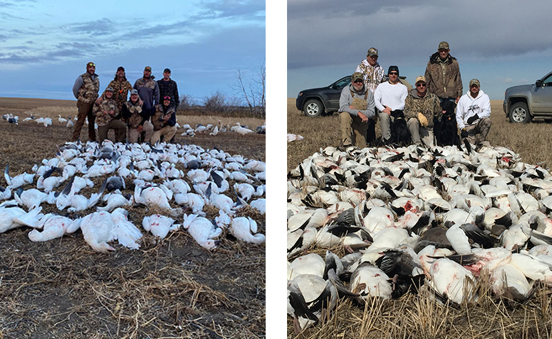 Saskatchewan Spring Snow Goose Hunts